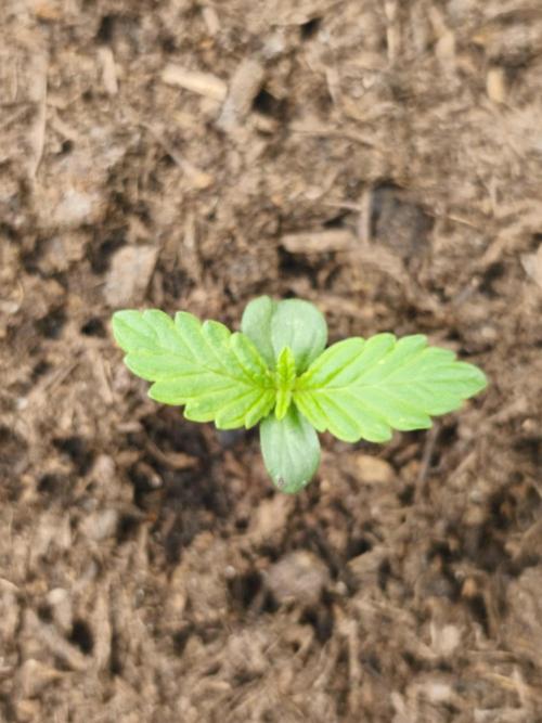 Auto Do Si Dos. Week 1