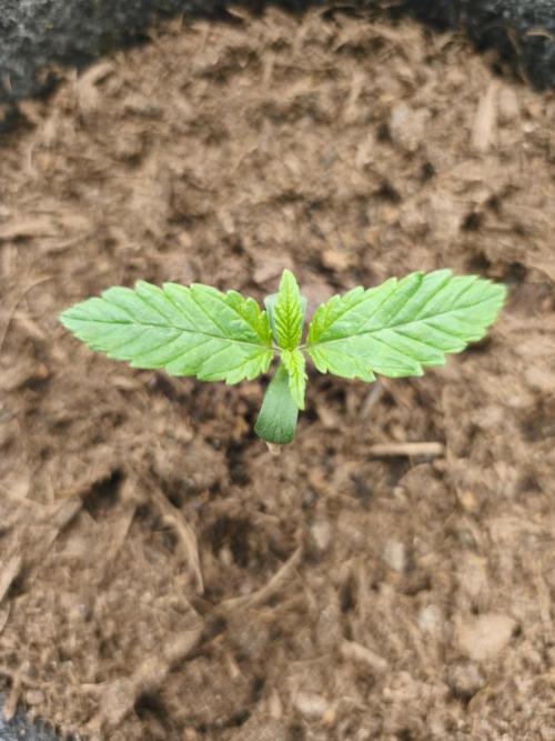 Top 44 Auto. Week 1 - Tag 7 