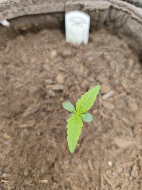 Auto Cinderella Jack. Week 1 - Tag 7 