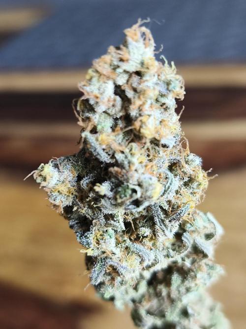 Brain Damage. Week 18