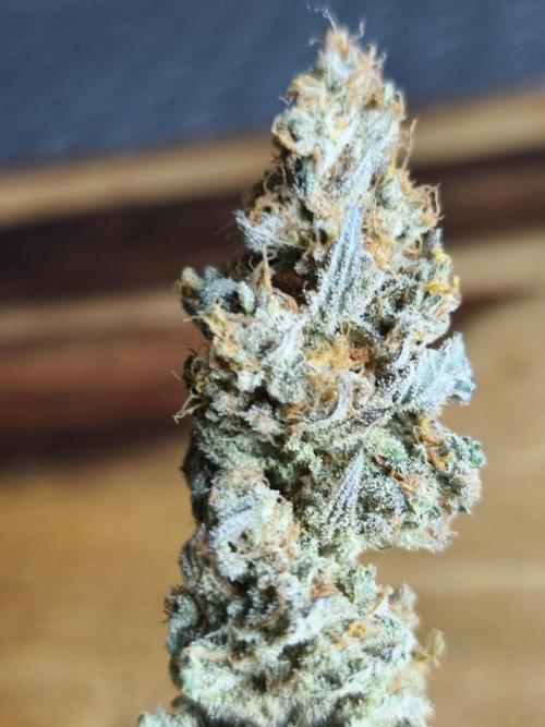 Brain Damage. Week 18