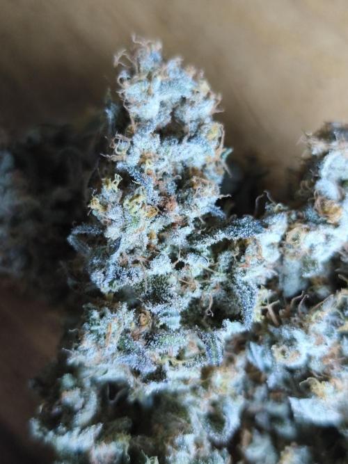 Brain Damage. Week 18