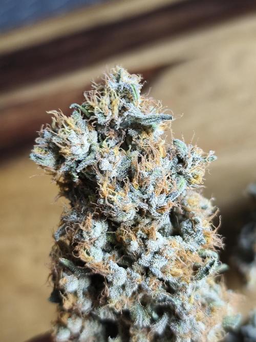 Brain Damage. Week 18