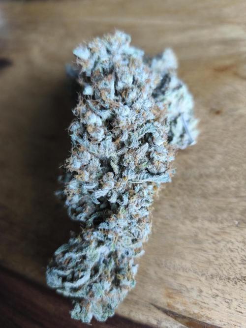 Brain Damage. Week 18