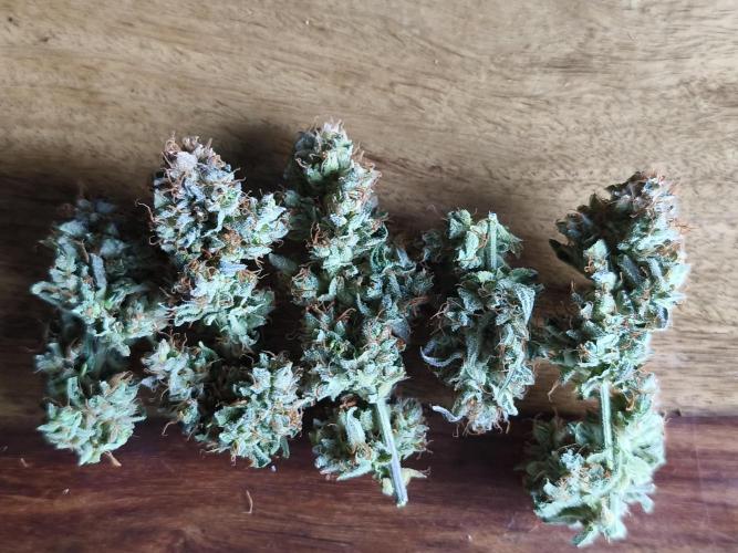 Strawberry Cough. Week 15