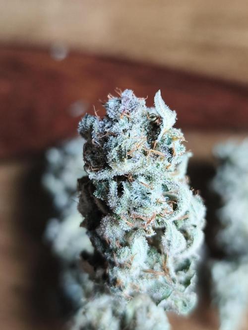 White Widow  X  The Ultimate. Week 19