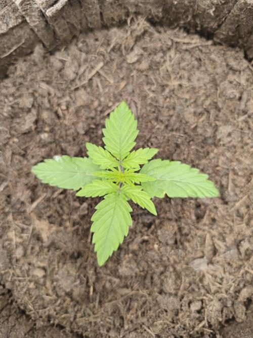 Auto Do Si Dos. Week 2 - Tag 14