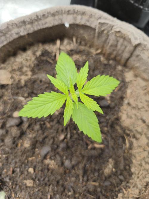 Auto Cinderella Jack. Week 2 - Tag 14 