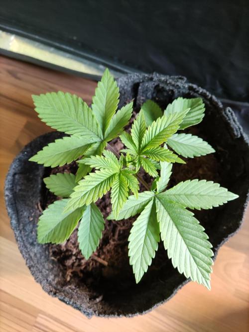 Big Bud. Week 2 - Tag 14 