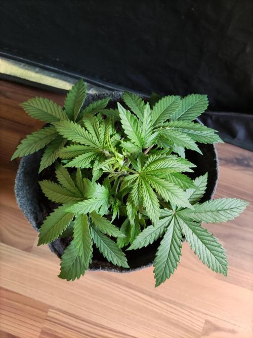 Top 44 Auto. Week 3 - Tag 21