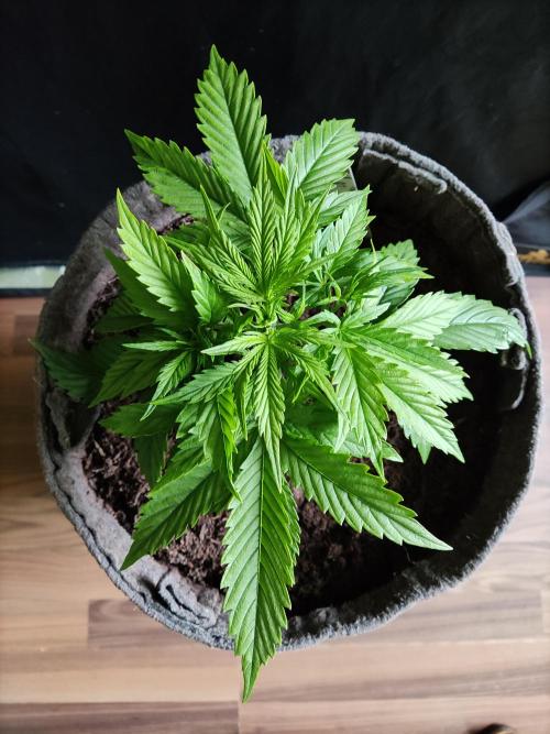 Auto Cinderella Jack. Week 3 - Tag 21