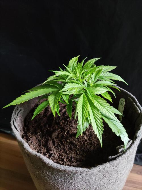 Auto Cinderella Jack. Week 3