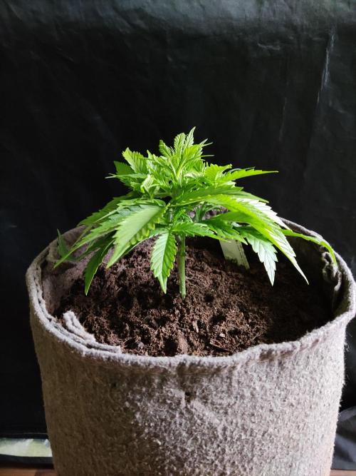 Auto Cinderella Jack. Week 3