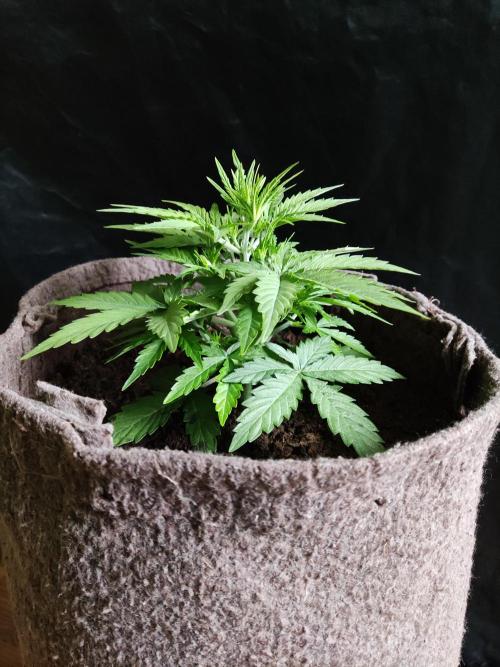 Auto Do Si Dos. Week 3 - Tag 21