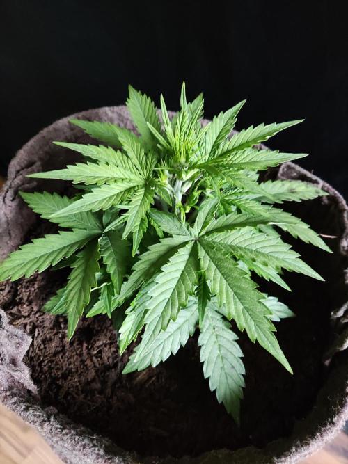 Auto Do Si Dos. Week 3