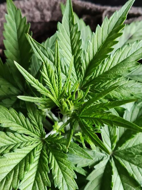 Auto Do Si Dos. Week 3