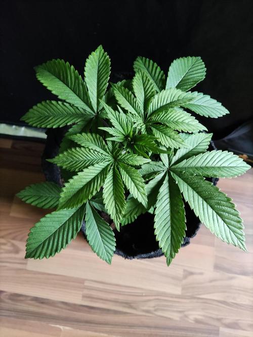 Big Bud. Week 3 - Tag 21 