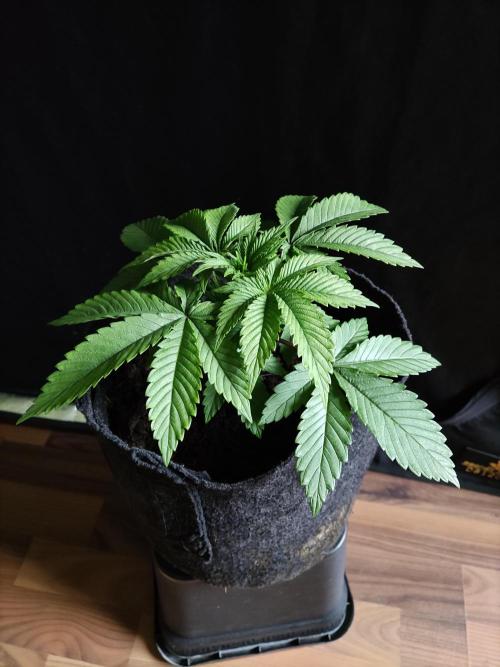 Big Bud. Week 3