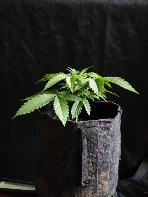 Big Bud. Week 3