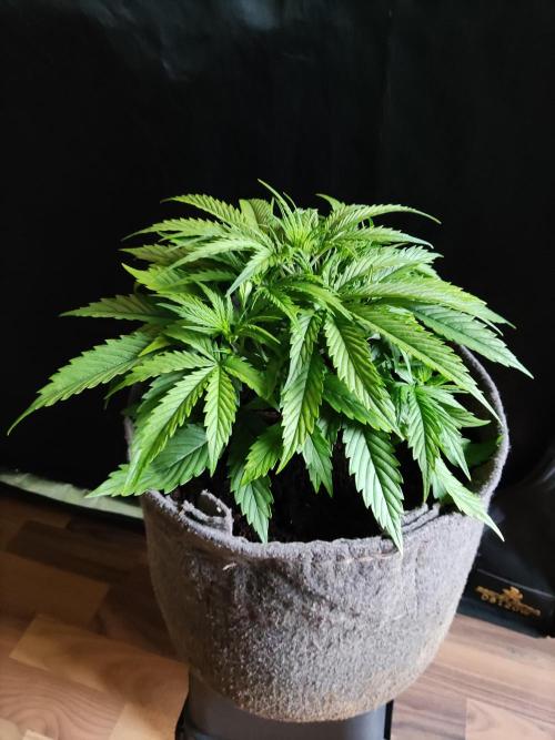 Auto Cinderella Jack. Week 4 - Tag 28