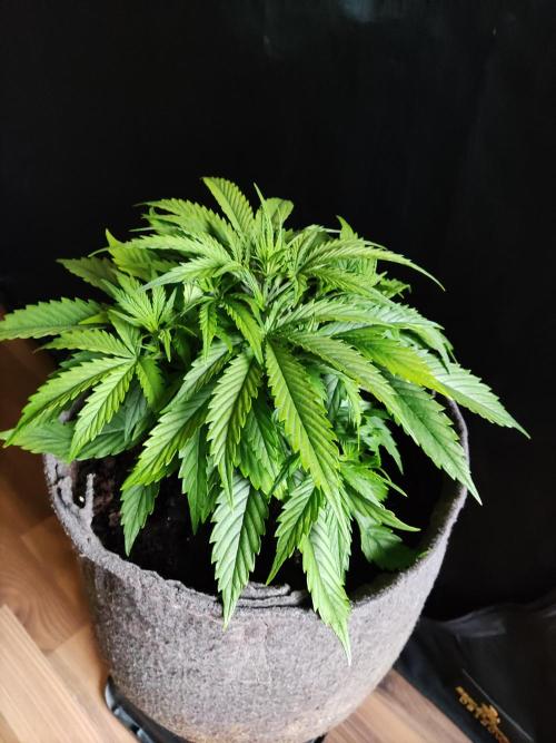 Auto Cinderella Jack. Week 4