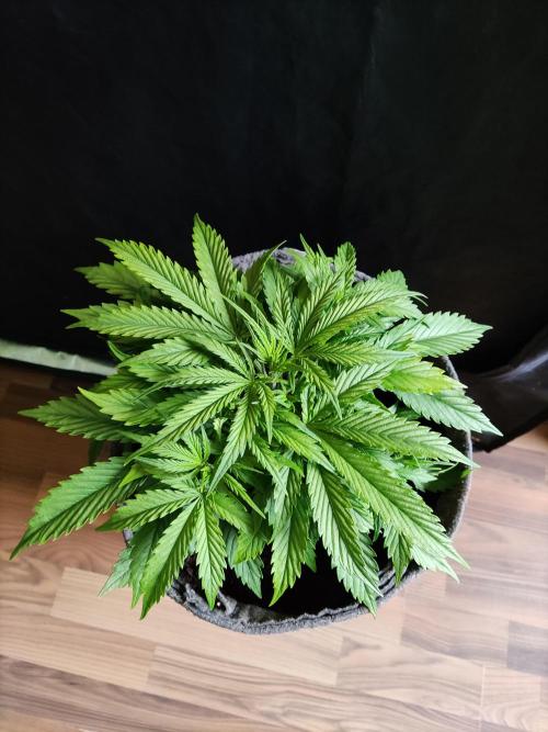 Auto Cinderella Jack. Week 4