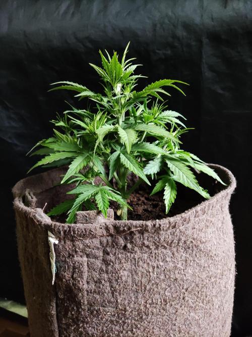 Auto Do Si Dos. Week 4