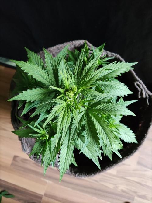Auto Do Si Dos. Week 4