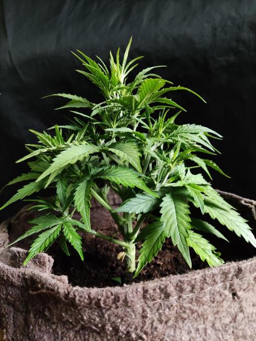 Auto Do Si Dos. Week 4