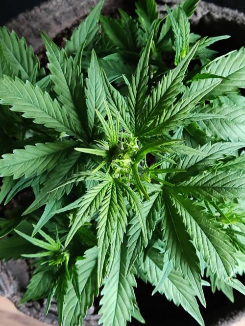 Auto Do-Si-Dos. Week 4