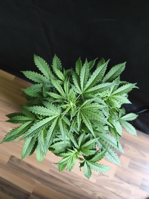Top 44 Auto. Week 4