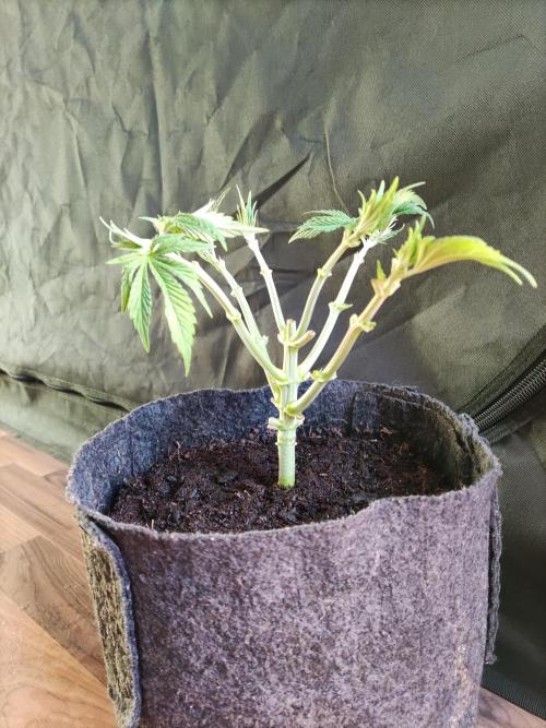 Big Bud. Week 4 - Tag 28 