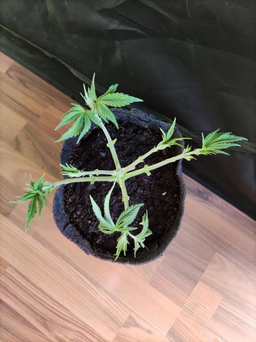 Big Bud. Week 4