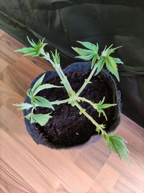 Big Bud. Week 4