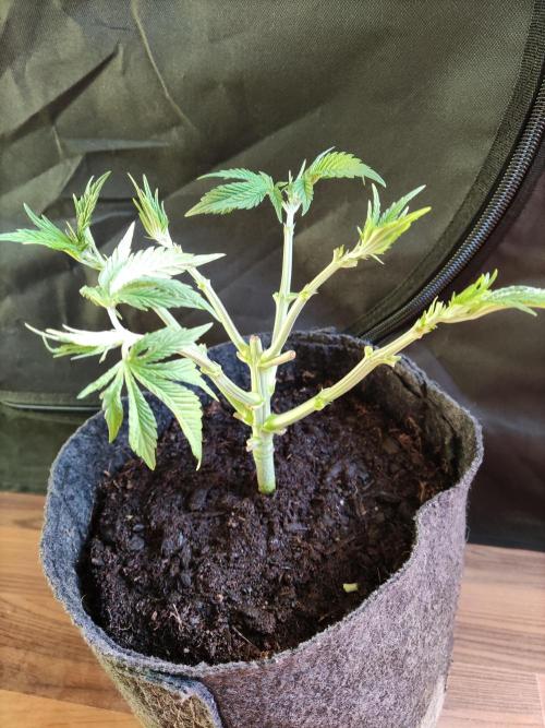 Big Bud. Week 4
