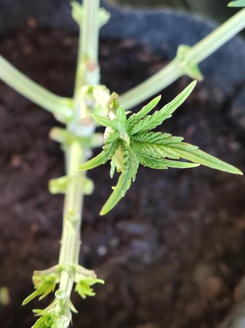 Big Bud. Week 4