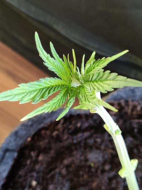 Big Bud. Week 4