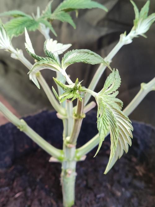 Big Bud. Week 4