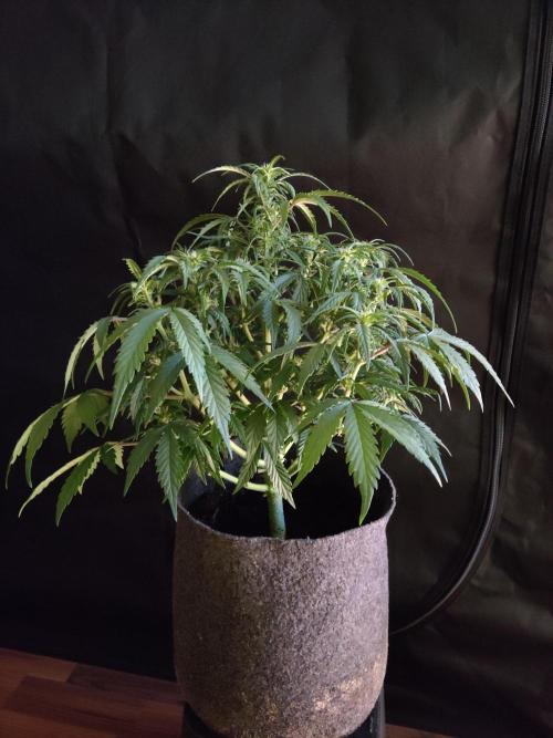 Top 44 Auto. Week 5