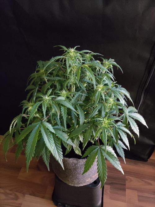 Top 44 Auto. Week 5