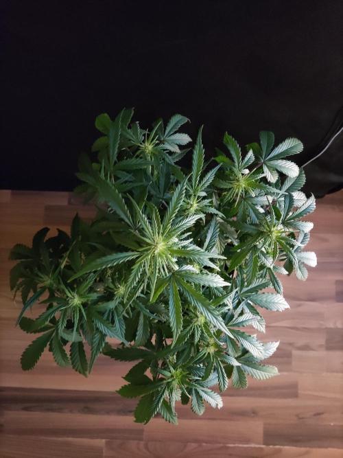 Top 44 Autoflowering. Week 5
