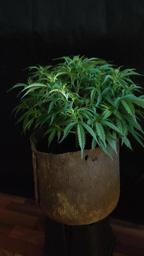 Auto Cinderella Jack
