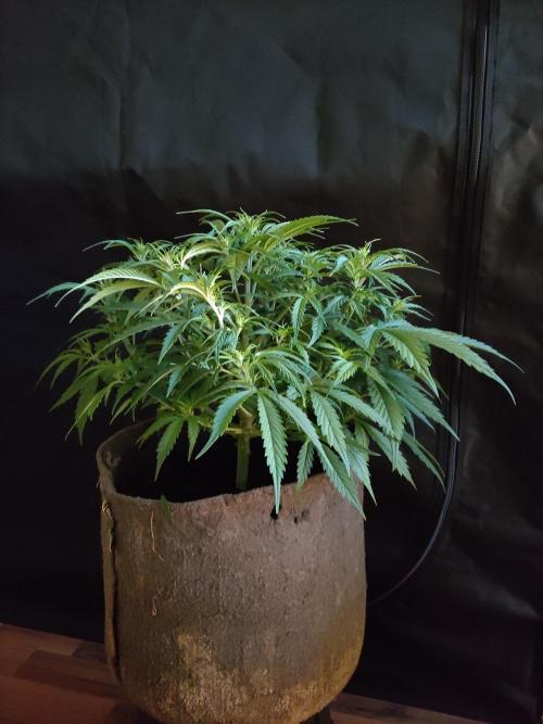 Auto Cinderella Jack. Week 5
