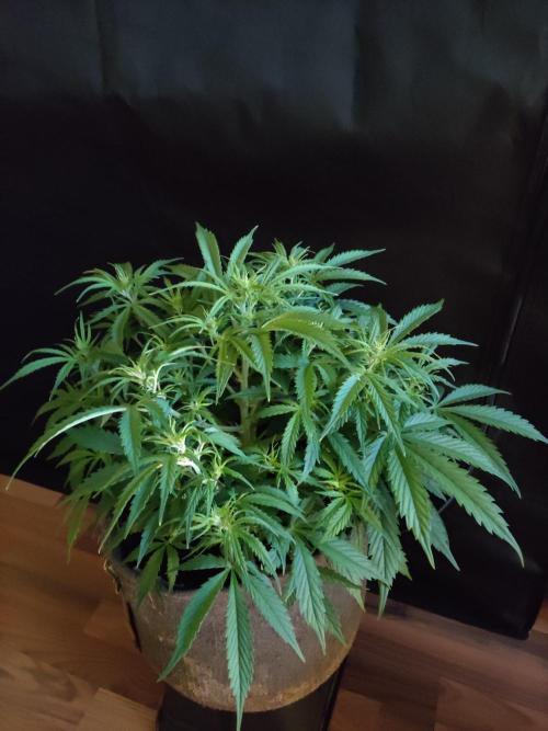 Auto Cinderella Jack. Week 5