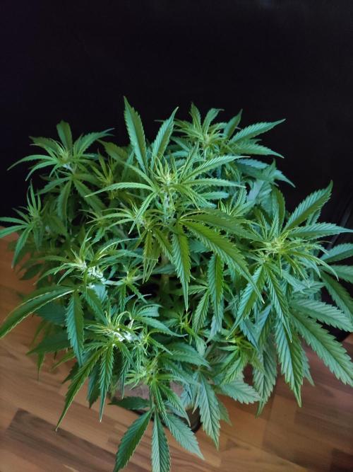 Auto Cinderella Jack. Week 5