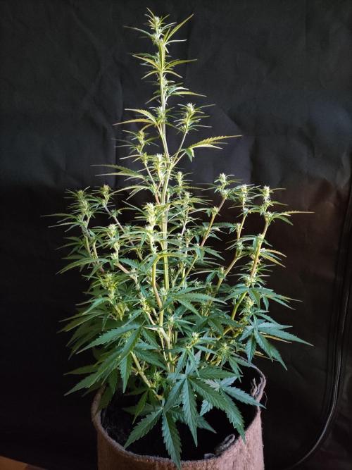 Auto Do Si Dos. Week 5