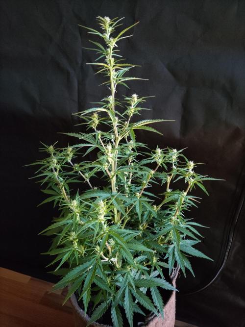Auto Do Si Dos. Week 5