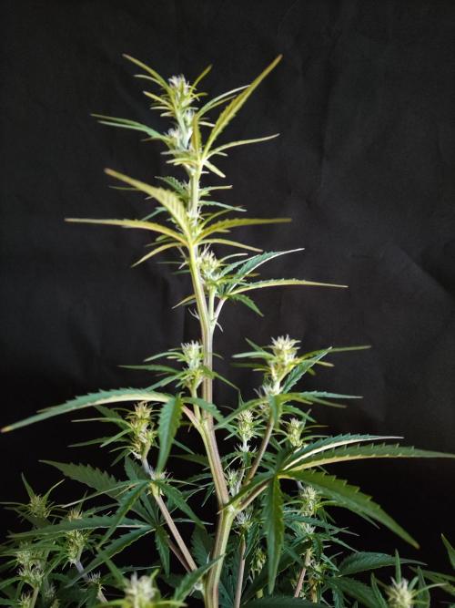 Auto Do Si Dos. Week 5