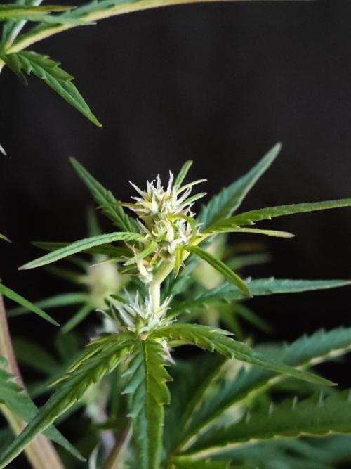 Auto Do Si Dos. Week 5