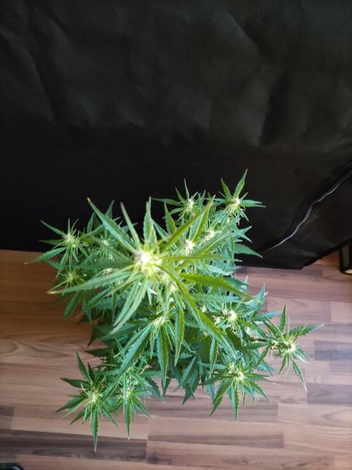 Auto Do-Si-Dos. Week 5